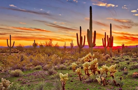 1000Pcs Challenging Puzzle Jigsaw Puzzle for Adults Sonoran Desert Sunset Arizona School Supplies Puzzle Puzzle Home Wall Decor DIY Leisure for Family Friends Family Holiday Puzzle