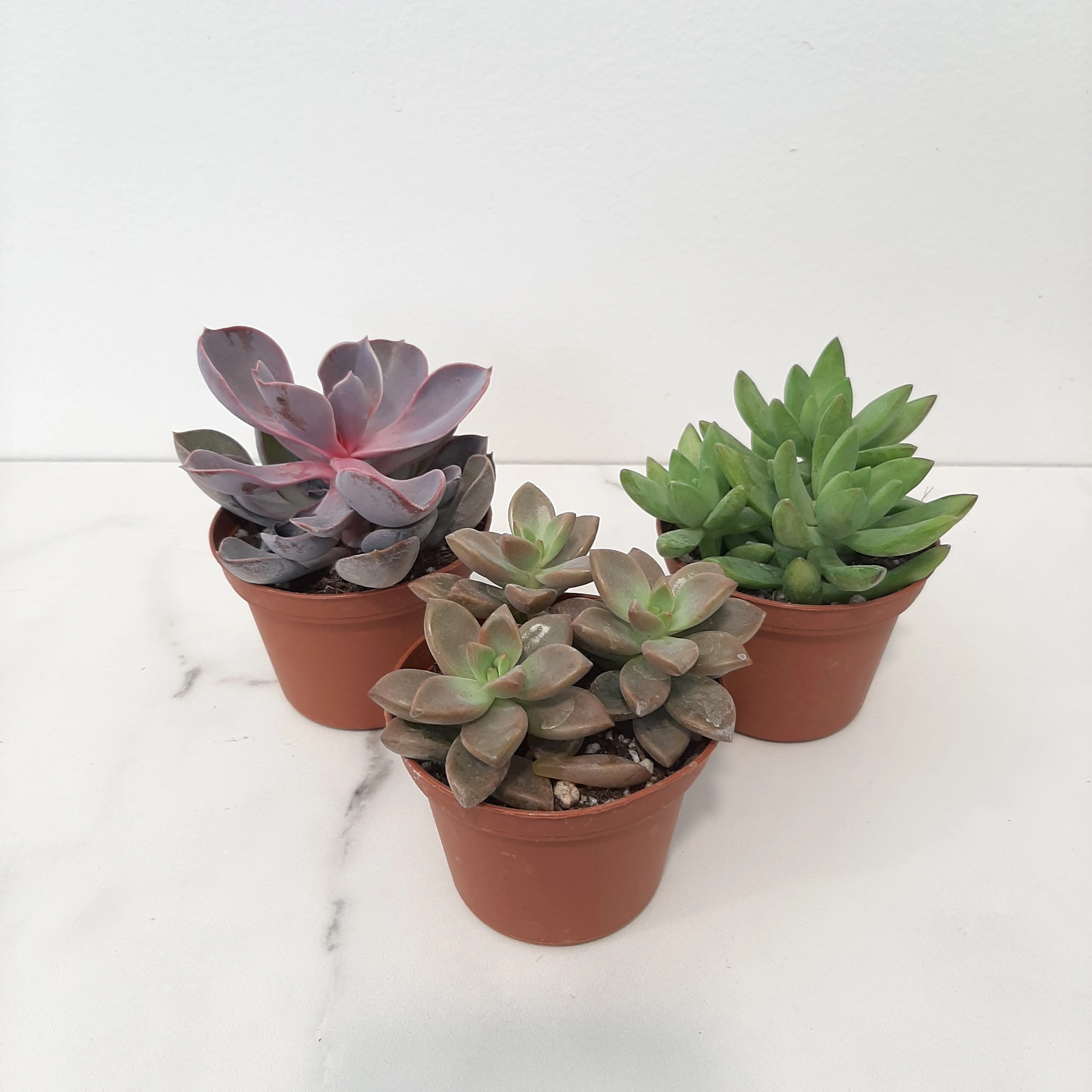 2" succulents assorted