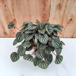 4" peperomia piccolo banda