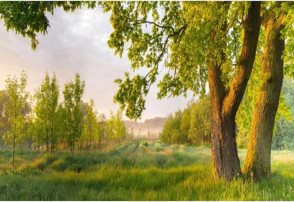 7x5ft Spring Rural Scenery Backdrop Aged Tree Country Field Grassland Blue Sky White Clouds Photography Background Outdoor Picnic Leisure Vacation Tour Family Portraits Photo Props Vinyl