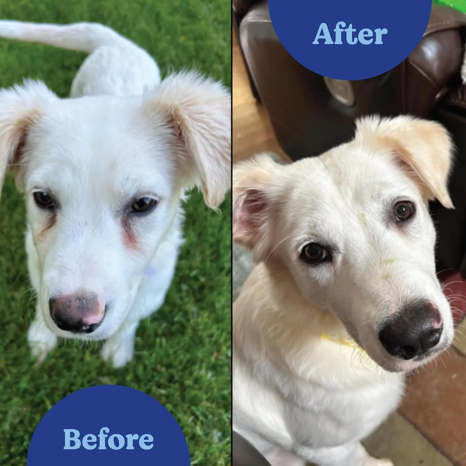ANGELS' EYES Natural Tear Stain Prevention Chicken Powder for Dogs | All Breeds | No Wheat No Corn | Daily Support for Eye Health | Proprietary Formula |Limited Ingredients | Net Contents 75g