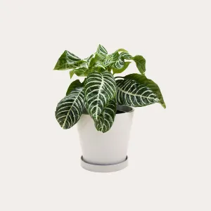 Aphelandra Zebra