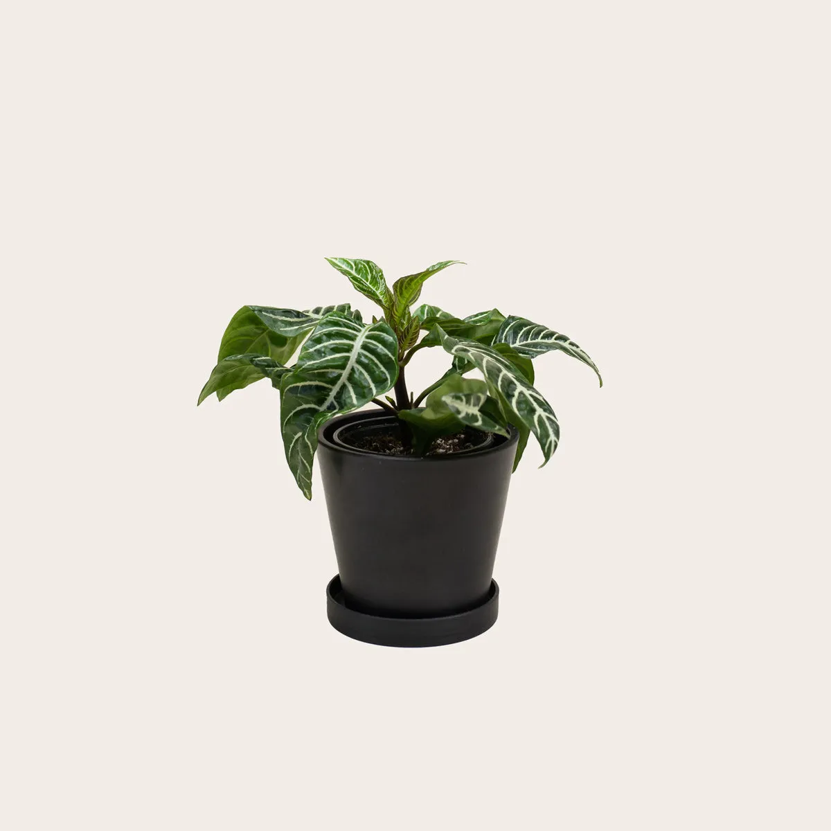 Aphelandra Zebra