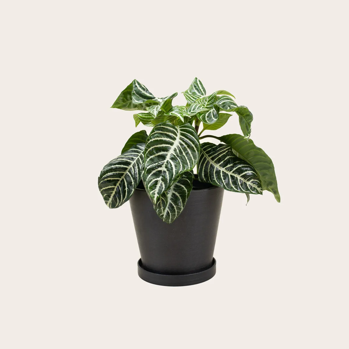 Aphelandra Zebra