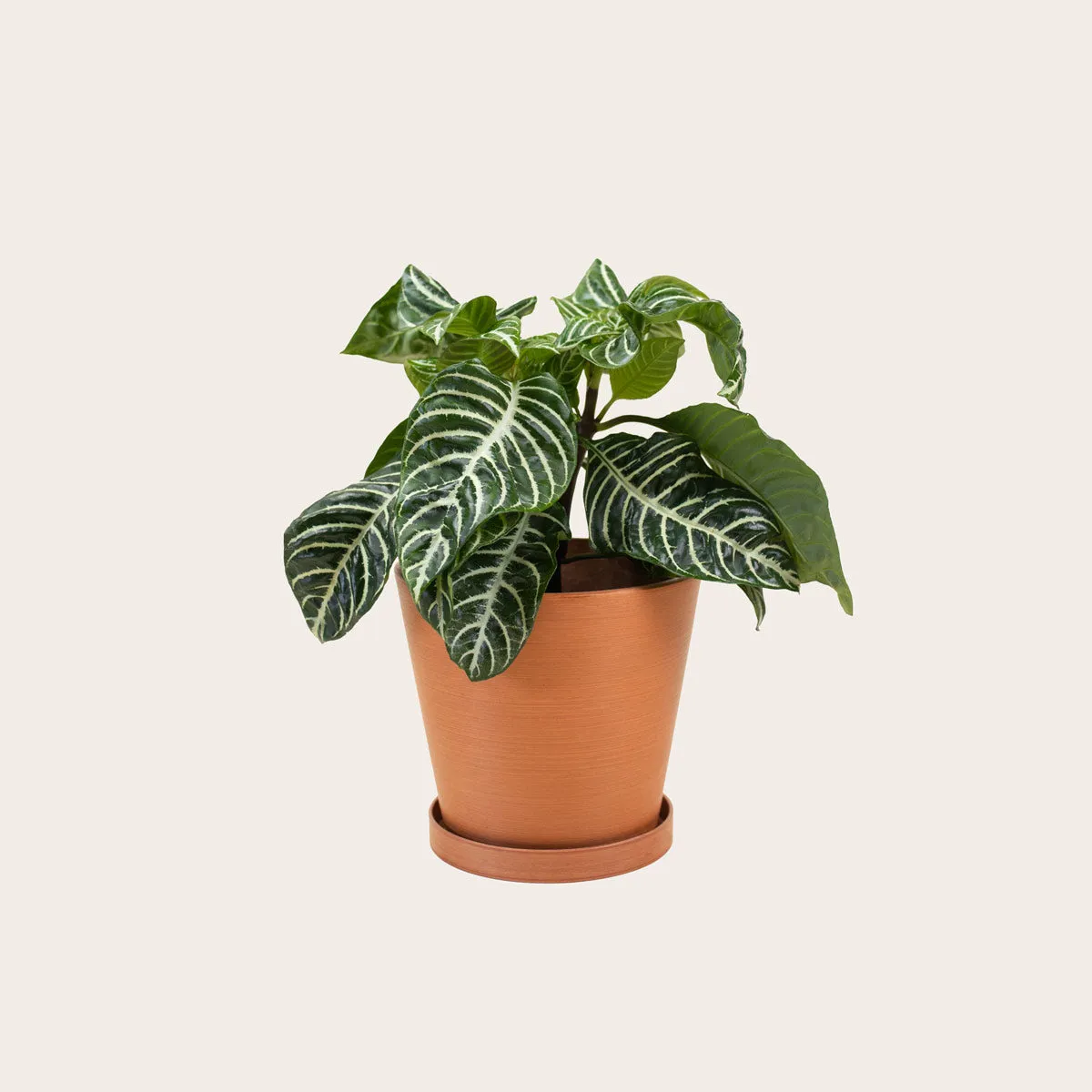 Aphelandra Zebra