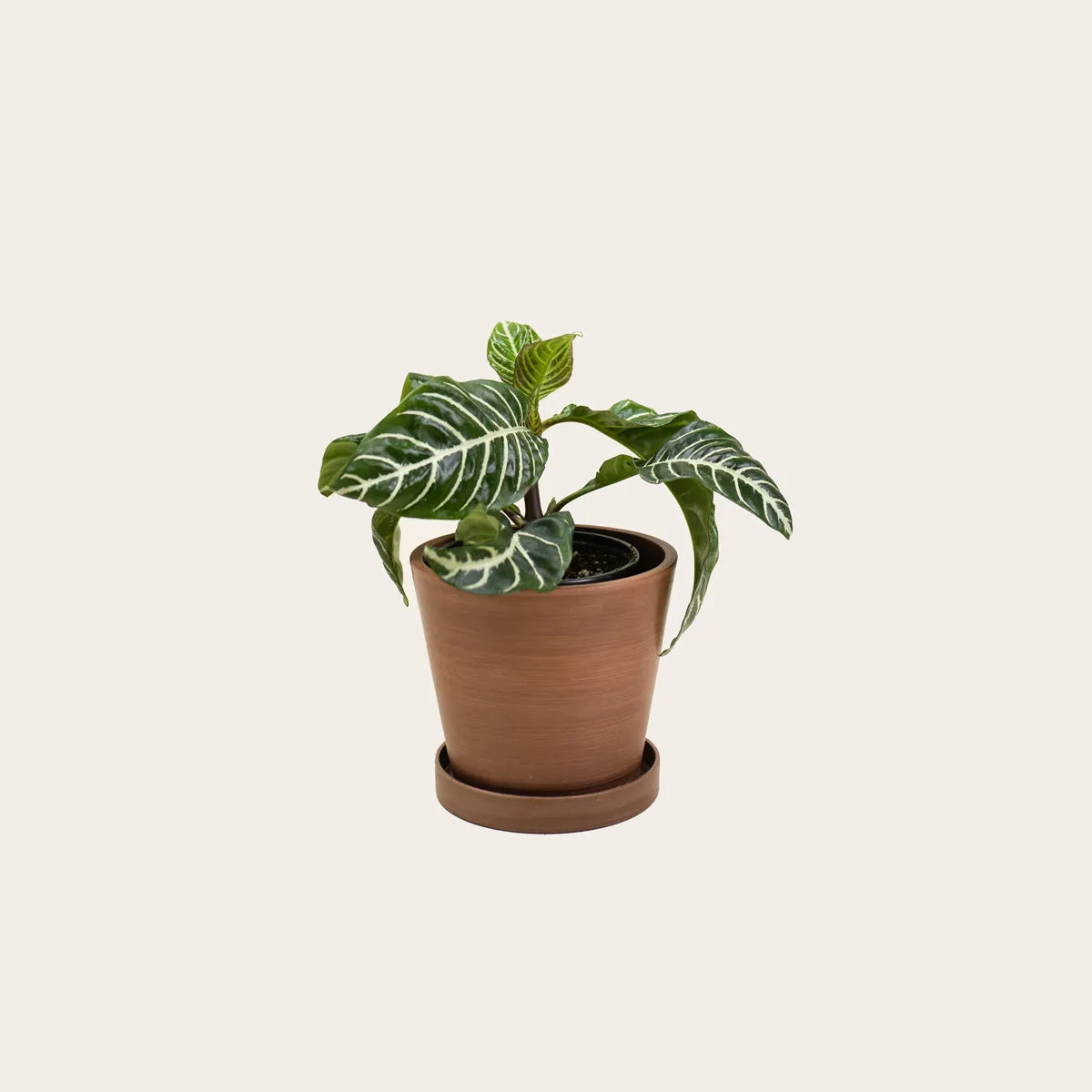Aphelandra Zebra