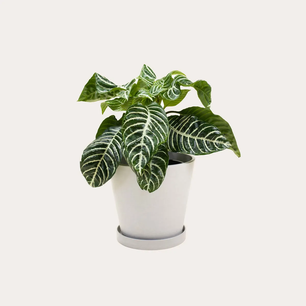 Aphelandra Zebra