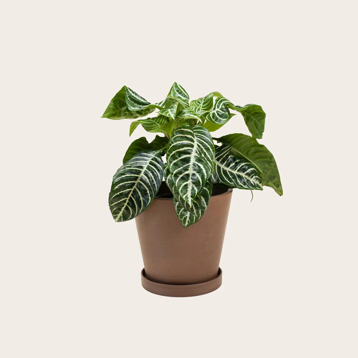 Aphelandra Zebra
