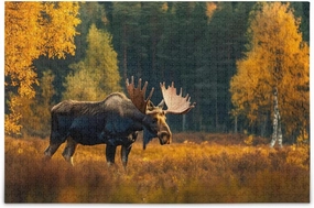 Autumn Moose Grassland Landscape Jigsaw Puzzle 500 Piece, Educational Intellectual Decompression Puzzle Game Jigsaw Puzzle for Adult Active Thinking Party Entertainment, Family Games