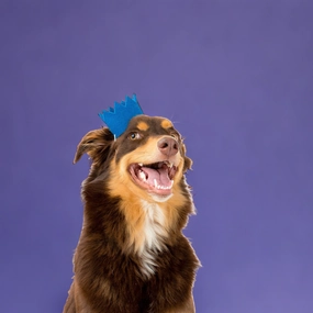 BRIGHT PARTY CROWNS