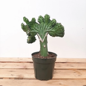 cactus grafted coral 4"