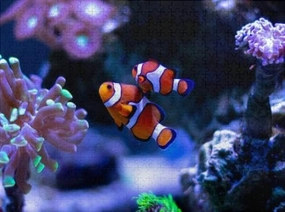 Christmas Holiday 1000 Pieces Jigsaw Puzzle for Adults Clownfish Swimming Aquarium Tank Puzzle for Youth Children Challenging Wooden Toys Fun Games Colorful Puzzle for Home Decorations