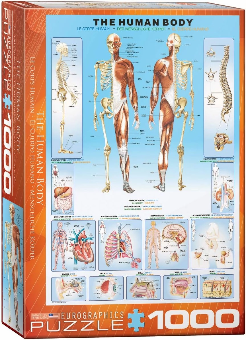 EuroGraphics Human Body Puzzle (1000-Piece)