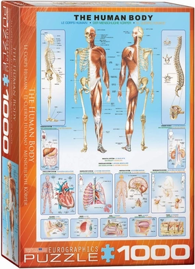 EuroGraphics Human Body Puzzle (1000-Piece)