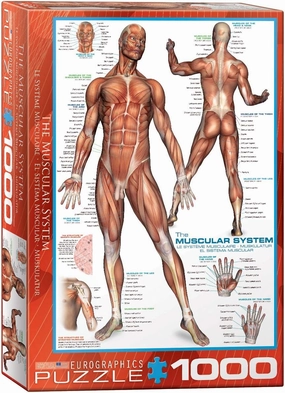 EuroGraphics Muscular System Puzzle (1000-Piece) (6000-2015)
