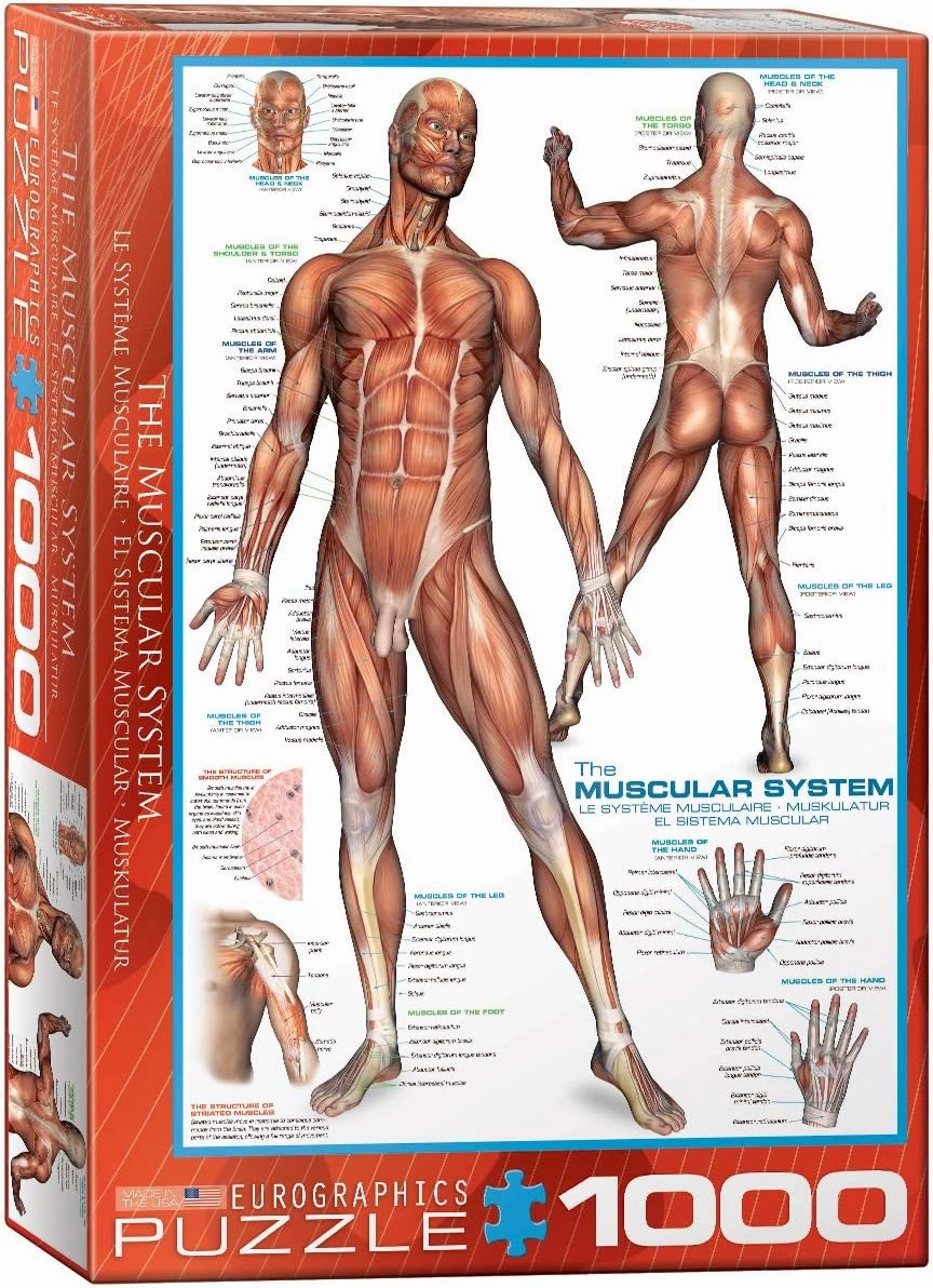EuroGraphics Muscular System Puzzle (1000-Piece) (6000-2015)
