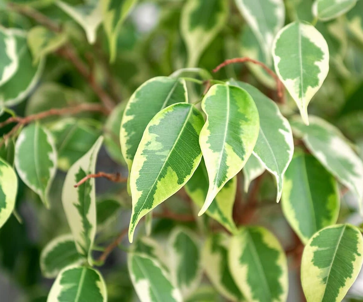 Ficus Benjamin Variegated | 130mm