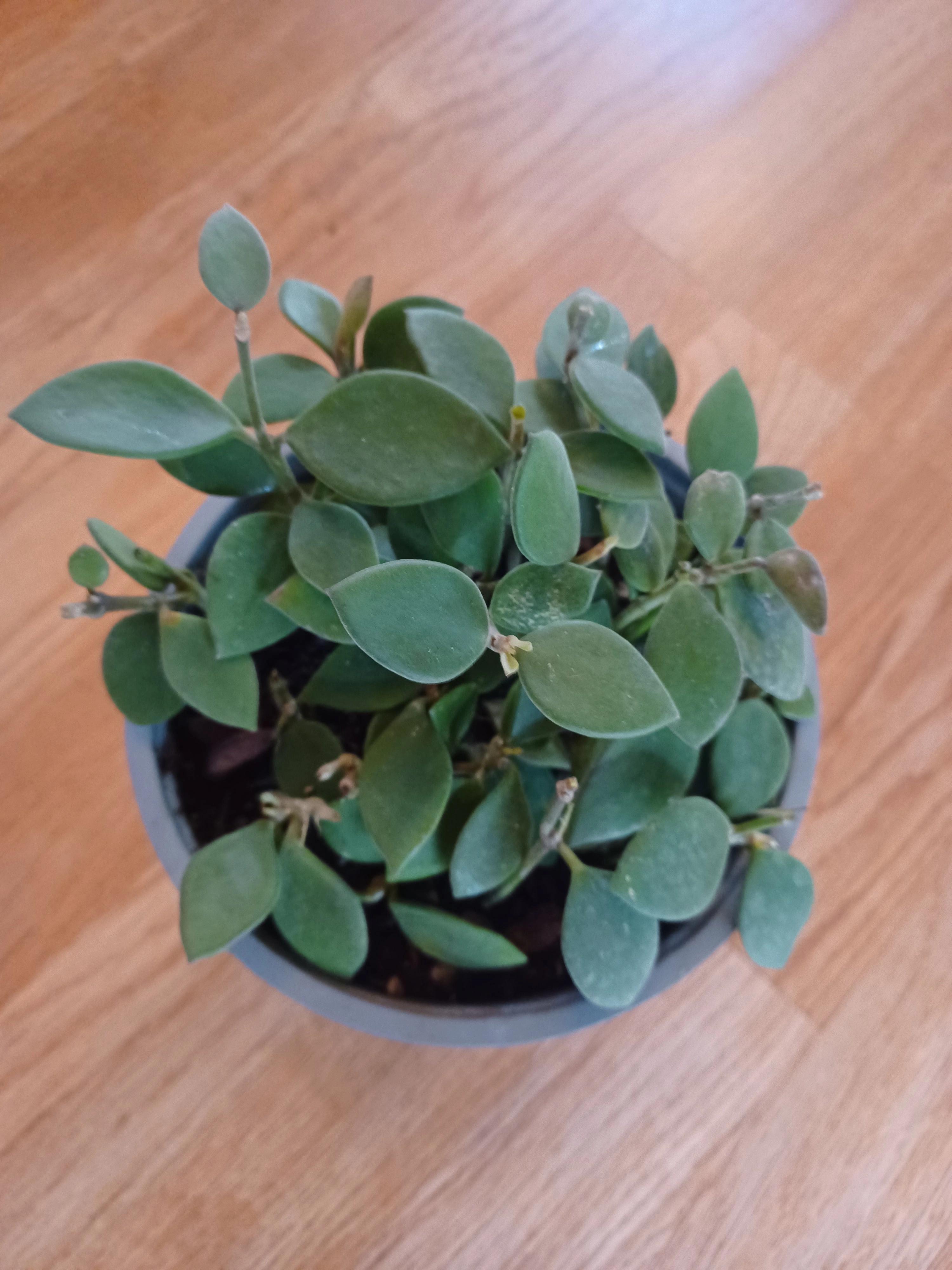 Hoya Lacunosa, 6" pot
