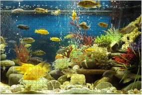 Image of marine effect tropical aquarium with malawi cichlid fish 500 Piece Jigsaw Puzzle Game - Colorful Large Puzzles Artwork for Adults Teens Puzzle Game Toy Gift