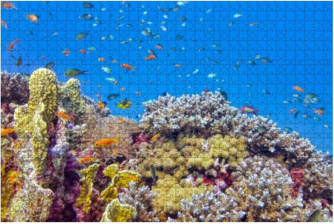 Jigsaw Puzzles 1000 Pieces for Adults Kids - beautiful coral reef lot tropical Fish Red Sea Marsa Alam Large Puzzles Pieces Fit Together Educational Intellectual Fun Game