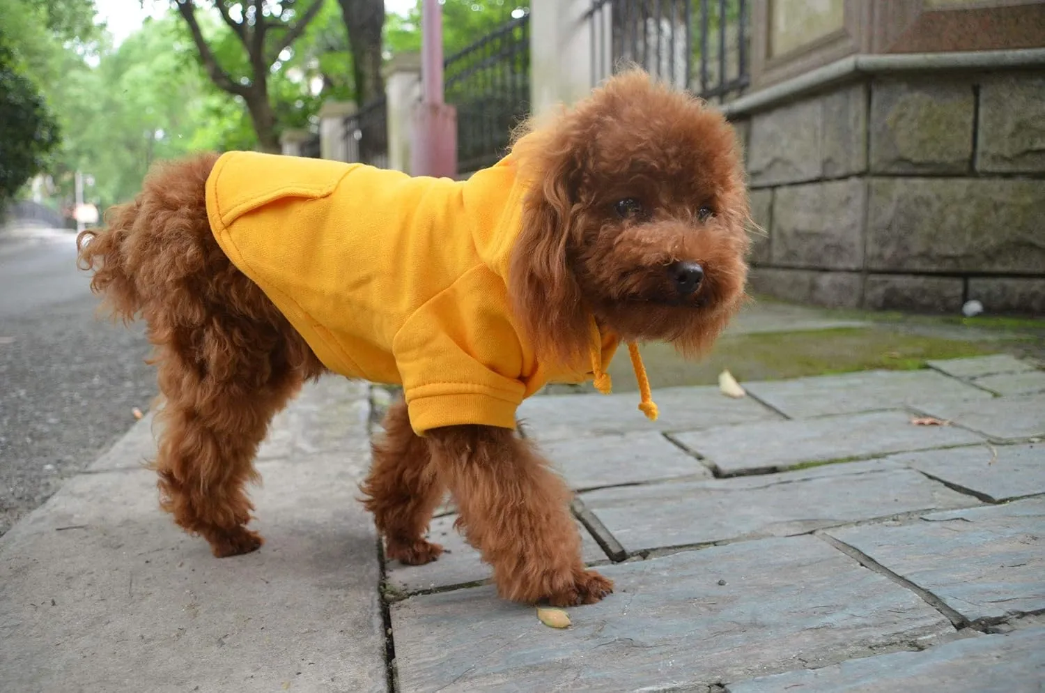 Lovelonglong Blank Basic Hoodie Sweatshirt for Dogs 100% Cotton Fits Small Medium Dachshund Large Dog Orange XL