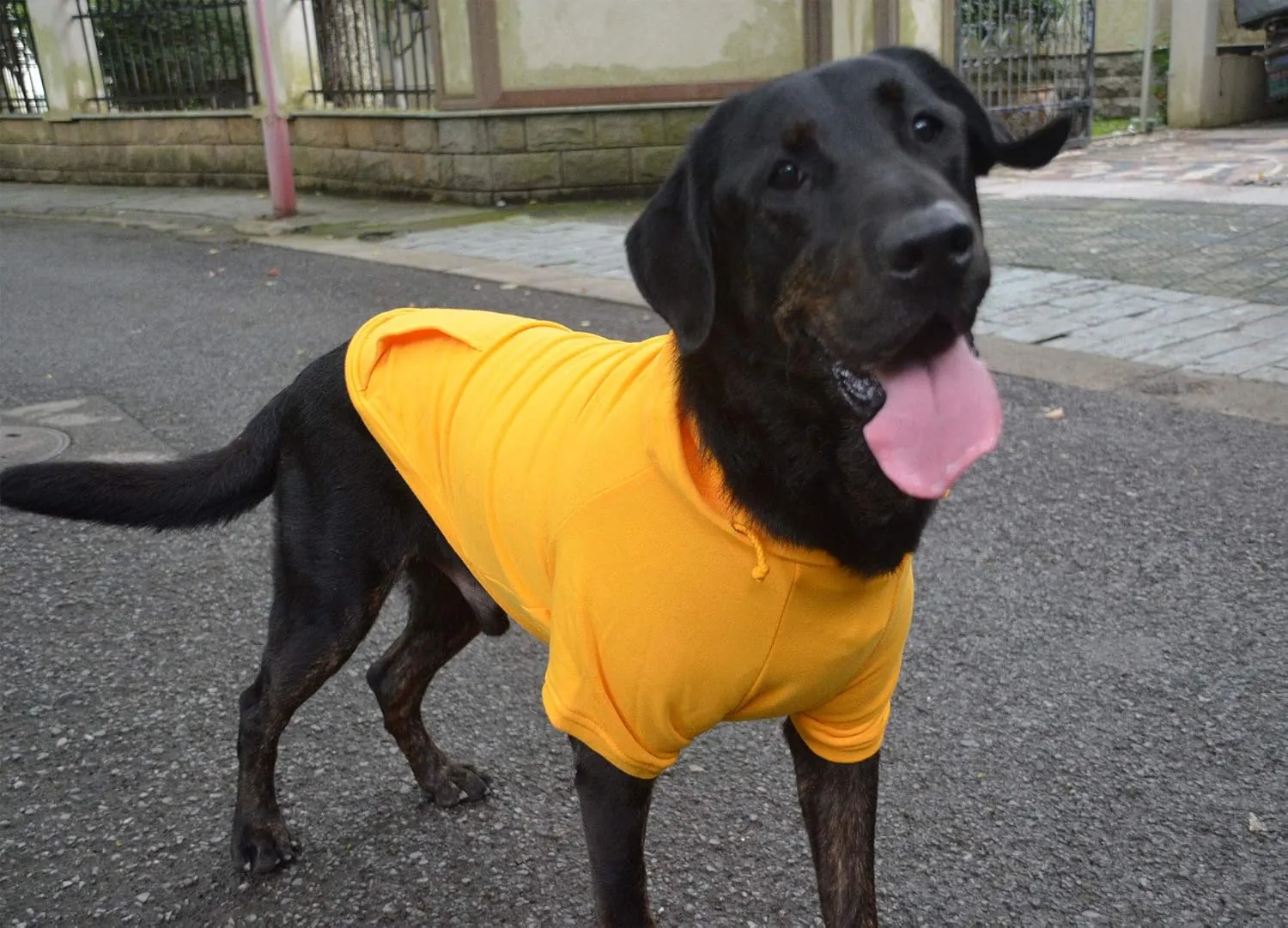 Lovelonglong Blank Basic Hoodie Sweatshirt for Dogs 100% Cotton Fits Small Medium Dachshund Large Dog Orange XL