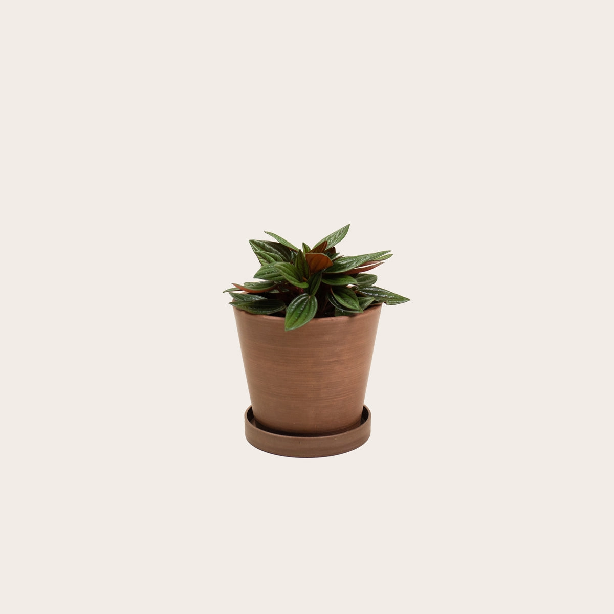 Peperomia Rosso