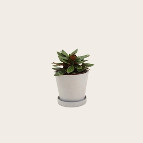 Peperomia Rosso
