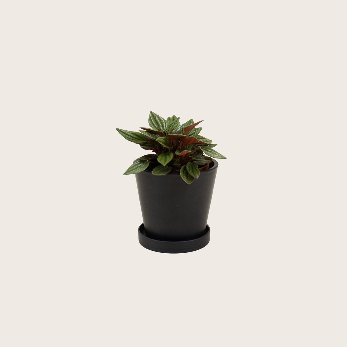 Peperomia Rosso