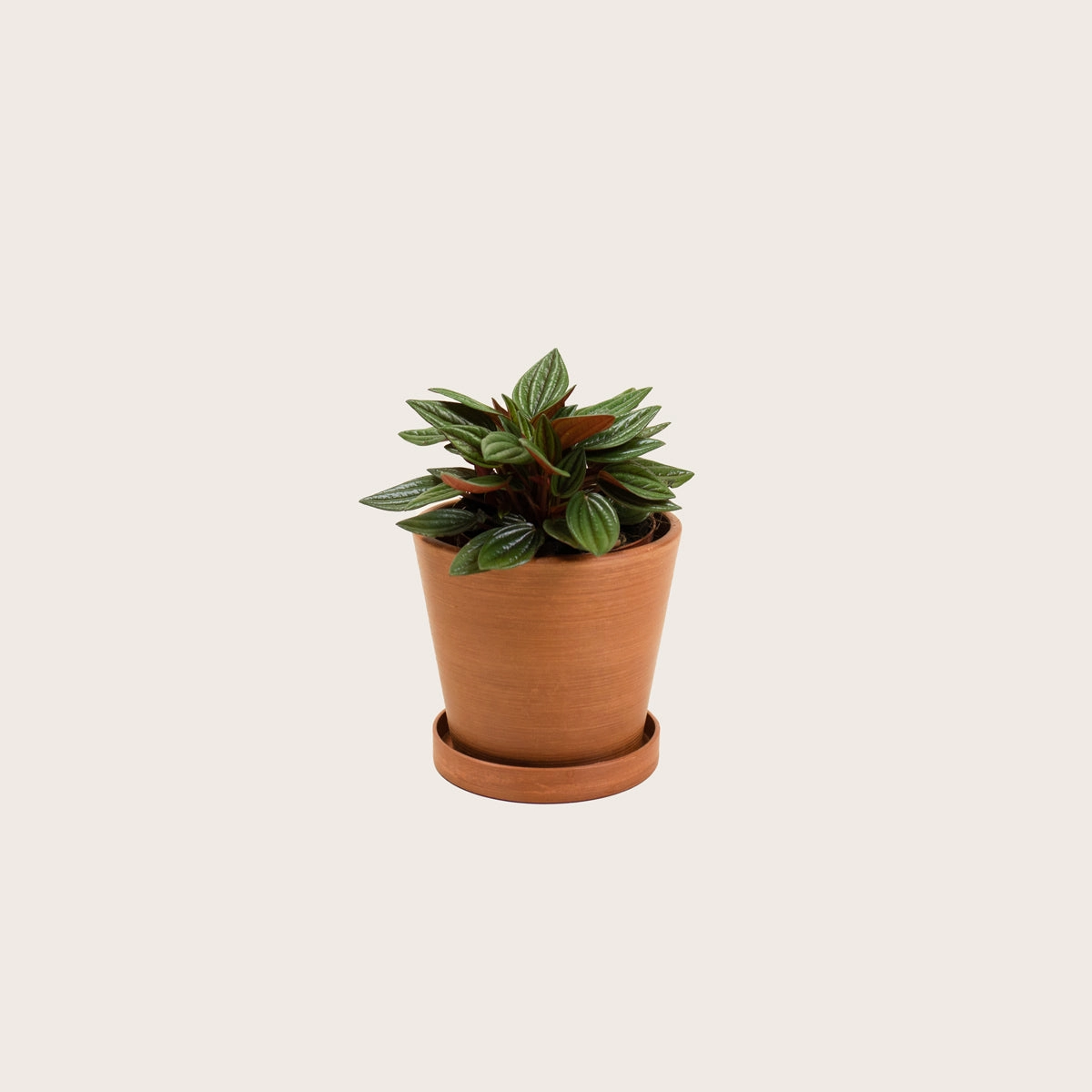 Peperomia Rosso