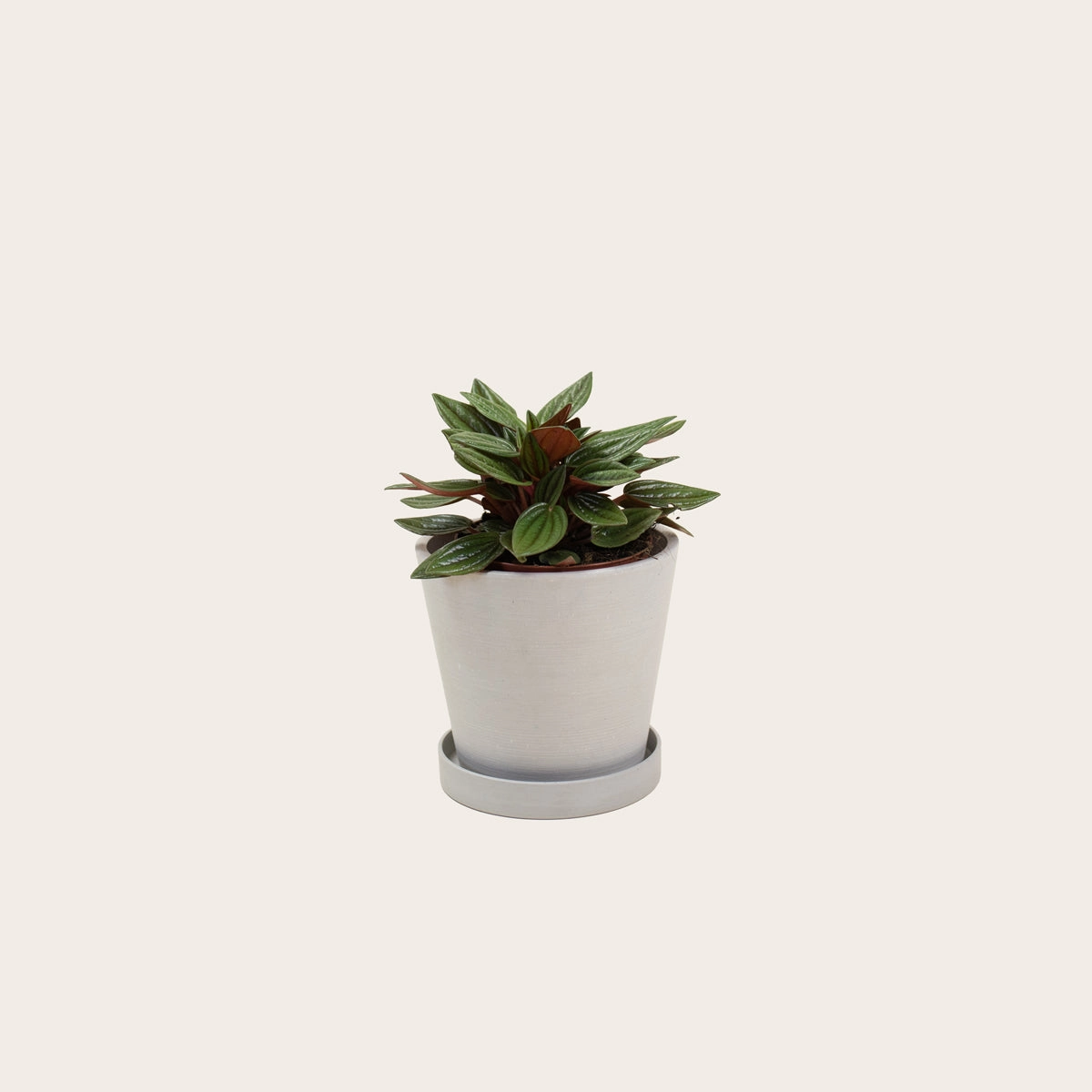 Peperomia Rosso