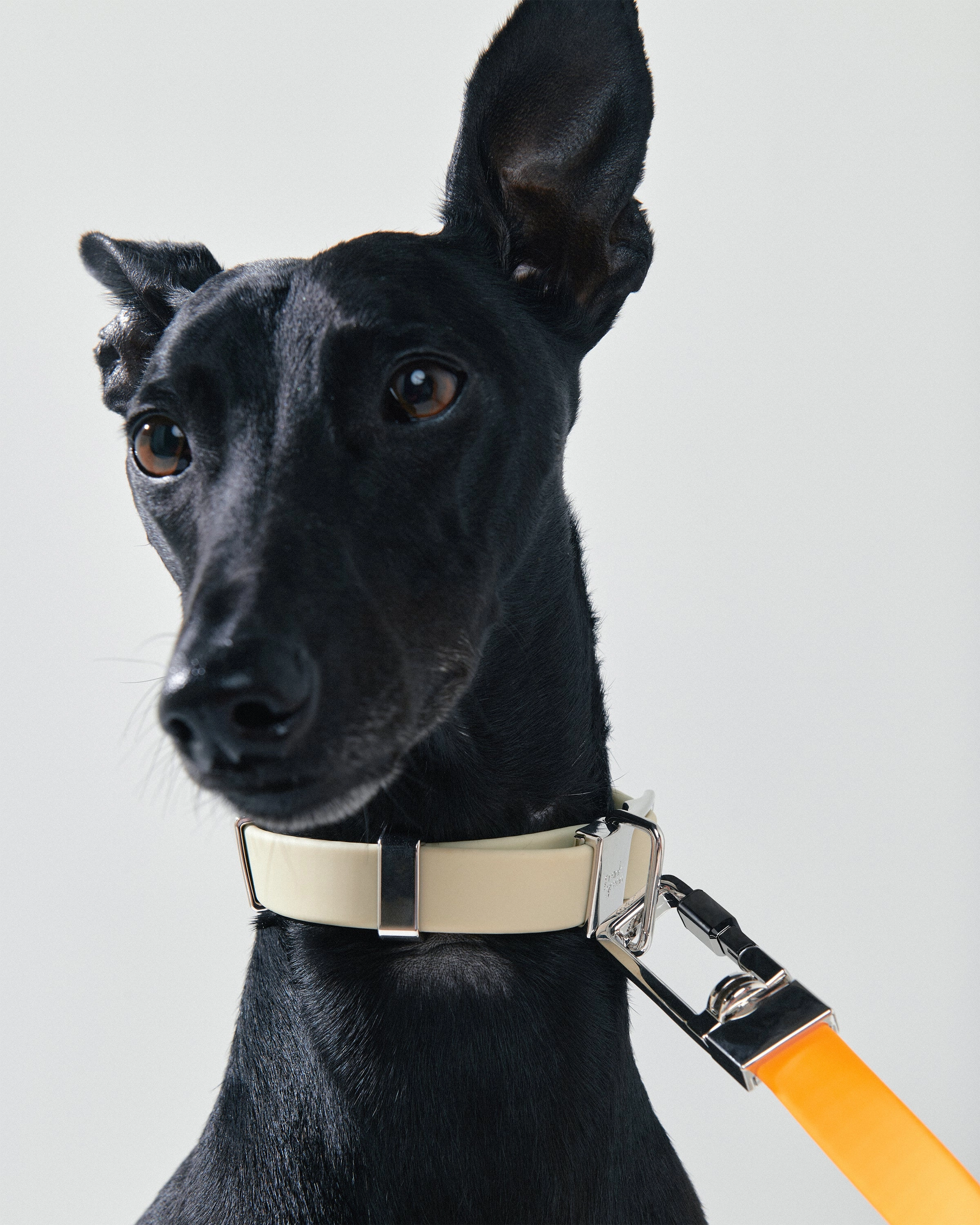 Pet Lead