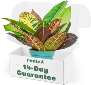 Rooted Croton Petra, Codiaeum Variegatum Petra, Live Indoor, Home Decor, Easy to Grow, Easy to Care, Outdoor Garden and Low Maintenance Houseplant, 4 inch Pot, Green