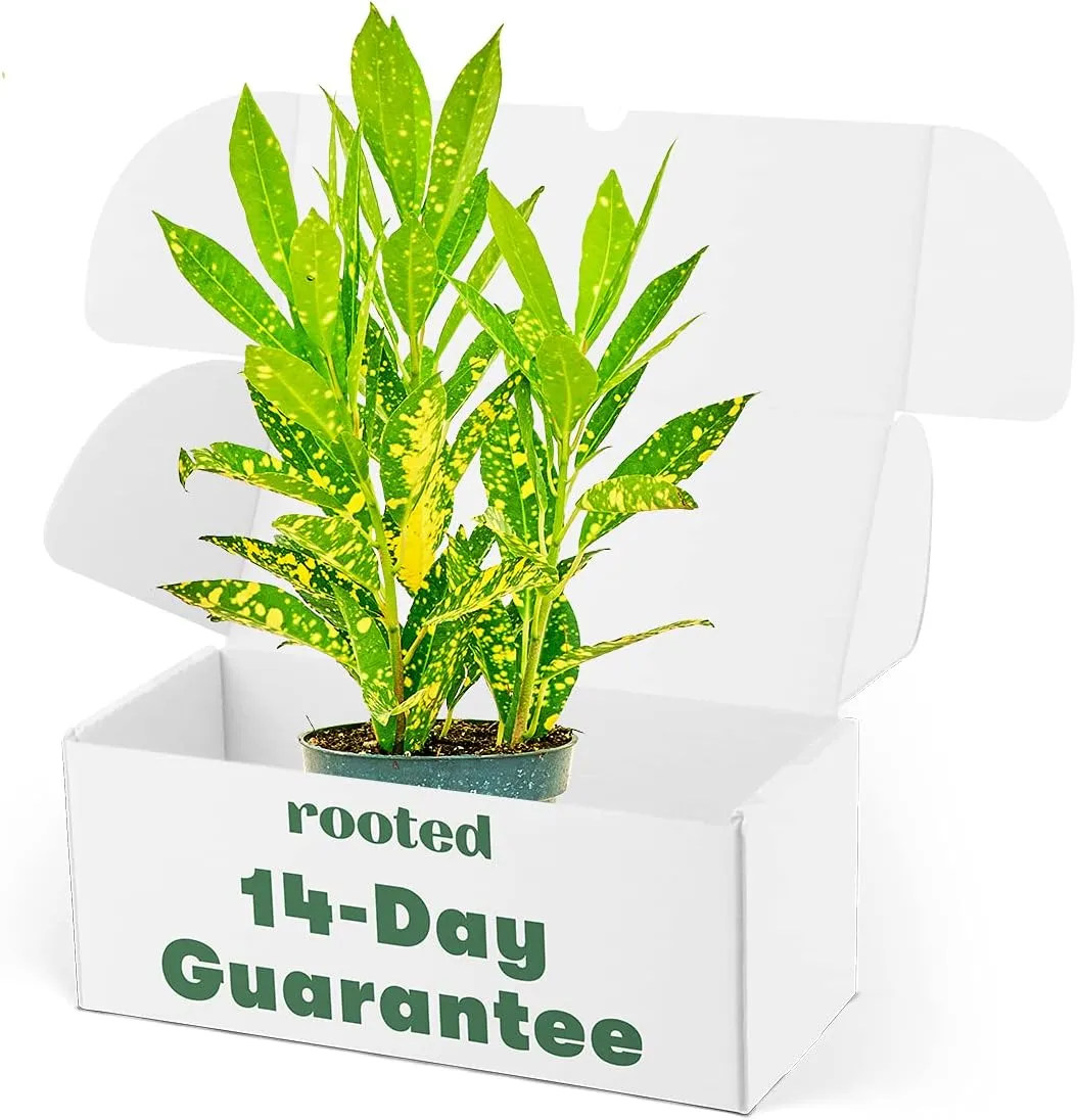 Rooted Gold Dust Croton, Codiaeum Variegatum, Live, Easy to Grow, Low Maintenance Houseplant, Indoor Home Decor, Pet Friendly, 4 inch Pot