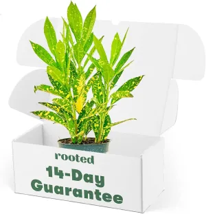 Rooted Gold Dust Croton, Codiaeum Variegatum, Live, Easy to Grow, Low Maintenance Houseplant, Indoor Home Decor, Pet Friendly, 4 inch Pot