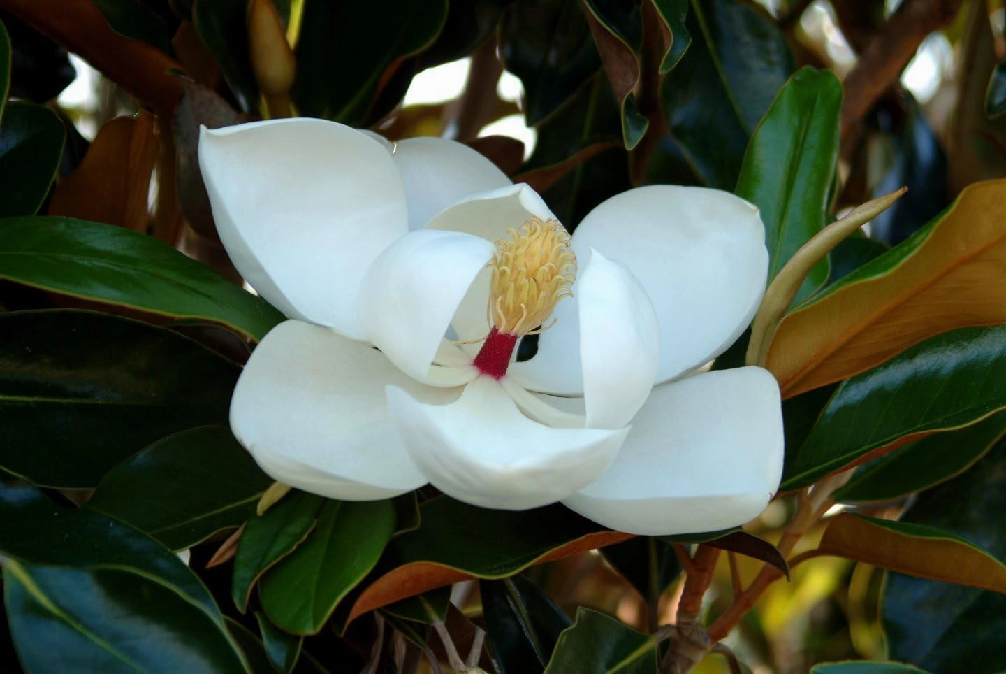 Southern Magnolia Sympathy Gift Tree by The Magnolia Company with a Personalized Stainless Steel Engraved Tag - Send a Meaningful Gift with Fragrant White Flowers - Can Not Ship to California