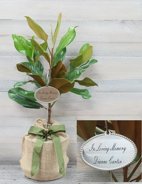 Southern Magnolia Sympathy Gift Tree by The Magnolia Company with a Personalized Stainless Steel Engraved Tag - Send a Meaningful Gift with Fragrant White Flowers - Can Not Ship to California