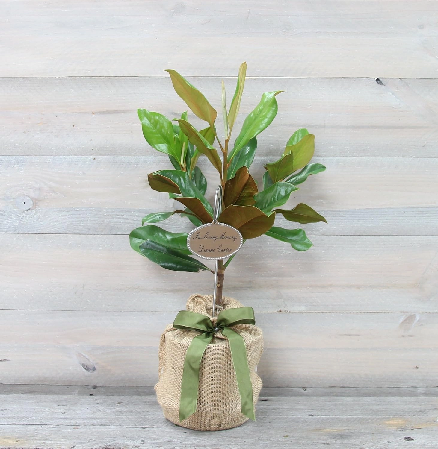 Southern Magnolia Sympathy Gift Tree by The Magnolia Company with a Personalized Stainless Steel Engraved Tag - Send a Meaningful Gift with Fragrant White Flowers - Can Not Ship to California