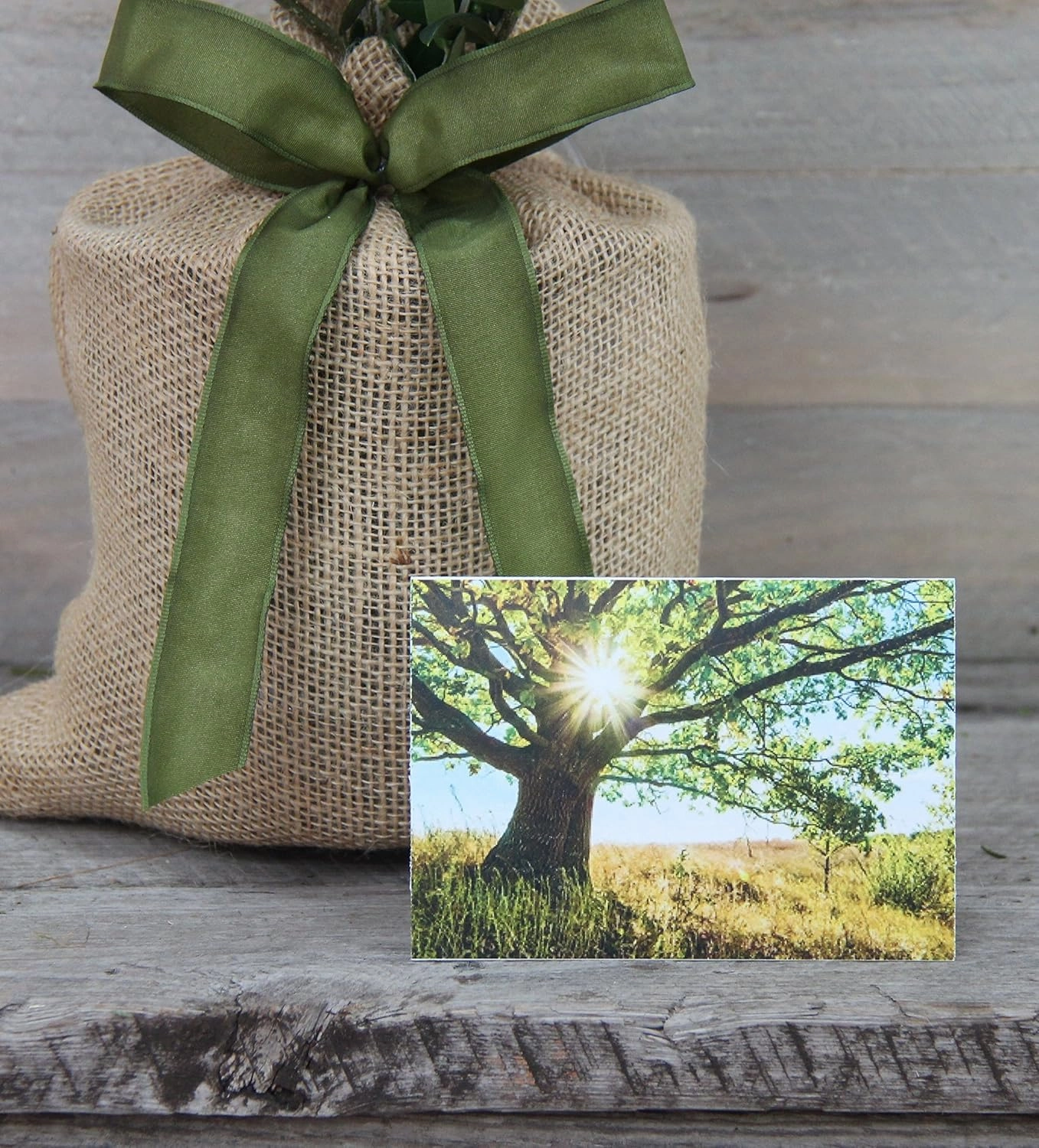 Southern Magnolia Sympathy Gift Tree by The Magnolia Company with a Personalized Stainless Steel Engraved Tag - Send a Meaningful Gift with Fragrant White Flowers - Can Not Ship to California