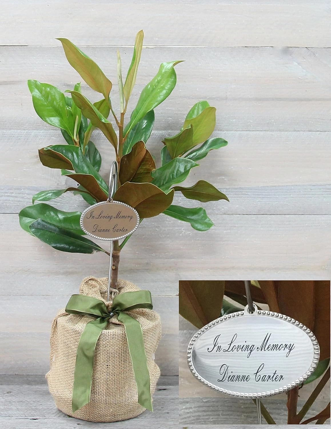 Southern Magnolia Sympathy Gift Tree by The Magnolia Company with a Personalized Stainless Steel Engraved Tag - Send a Meaningful Gift with Fragrant White Flowers - Can Not Ship to California