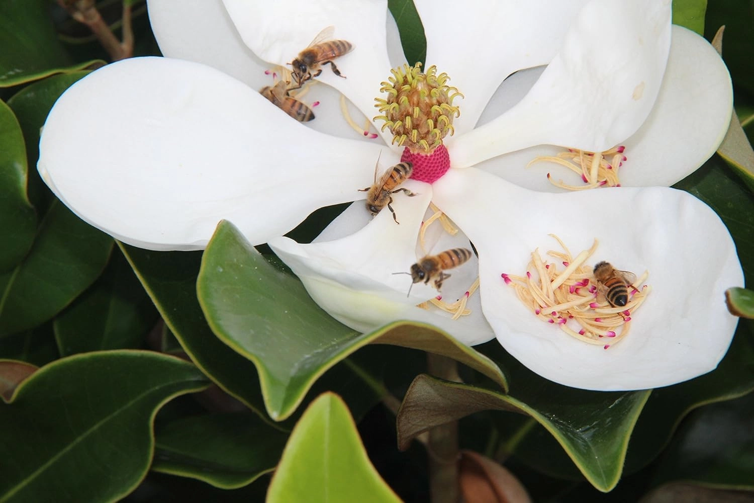 Southern Magnolia Sympathy Gift Tree by The Magnolia Company with a Personalized Stainless Steel Engraved Tag - Send a Meaningful Gift with Fragrant White Flowers - Can Not Ship to California