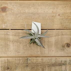 tillandsia chiapensis sm