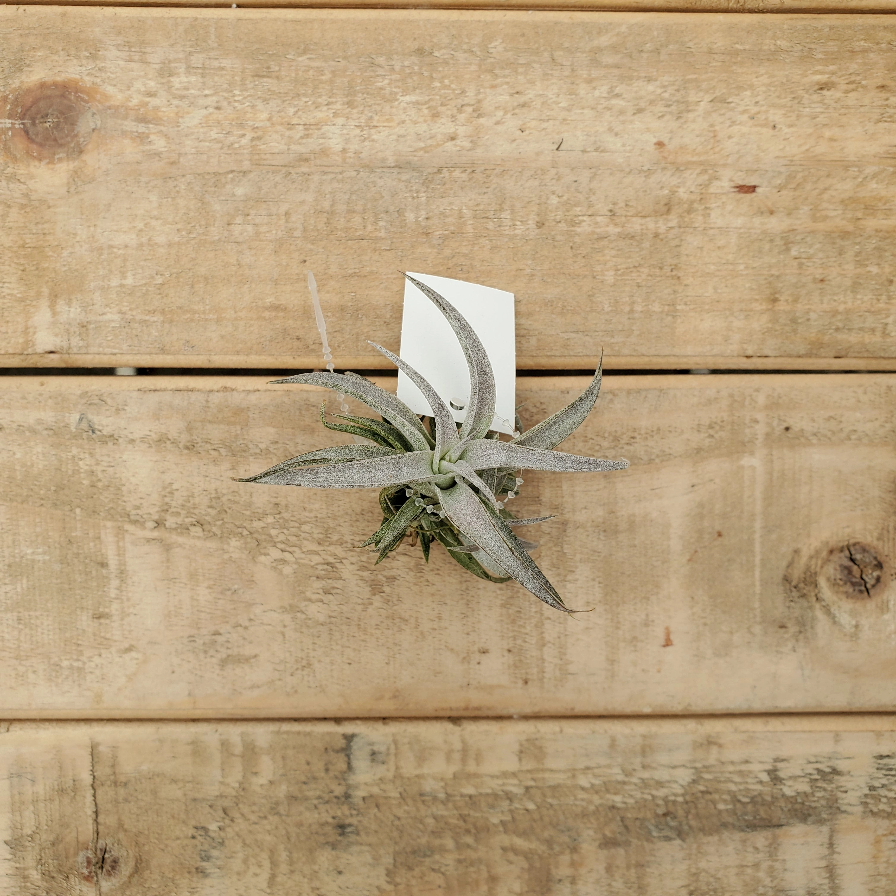 tillandsia chiapensis sm