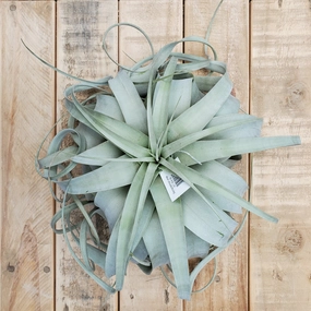 tillandsia xerographica lg