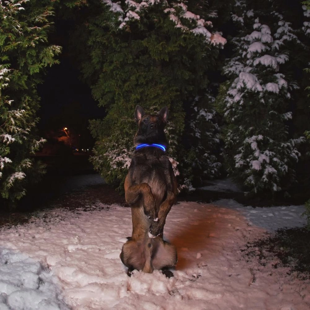 Ultra-Bright LED Dog Collar (S Black)